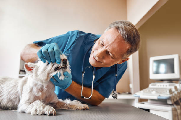 Best Emergency Dentist for Knocked-Out Tooth in Country Homes, WA